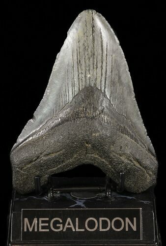 Bargain, Fossil Megalodon Tooth #60491